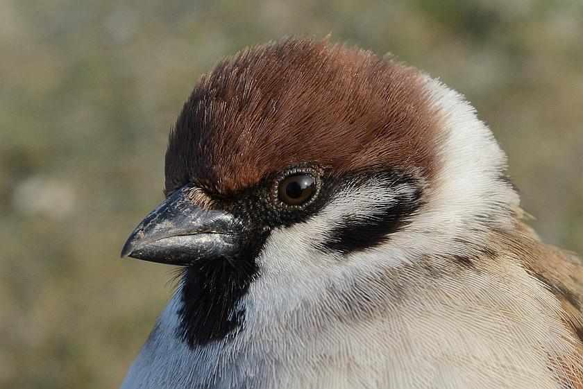 Eurasian Tree Sparrow, Sundre 20130510